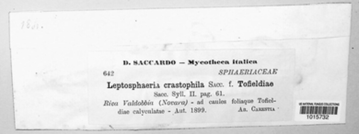Leptosphaeria crastophila image